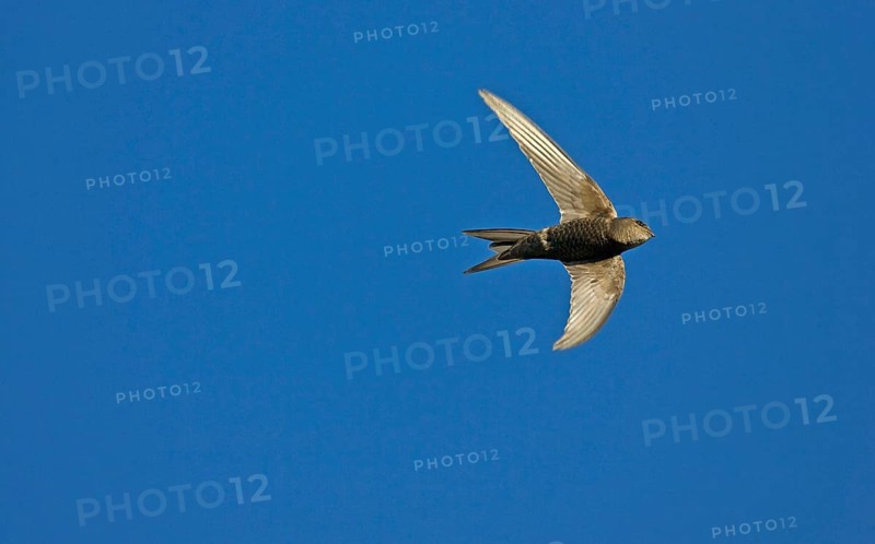 Plain Swift
