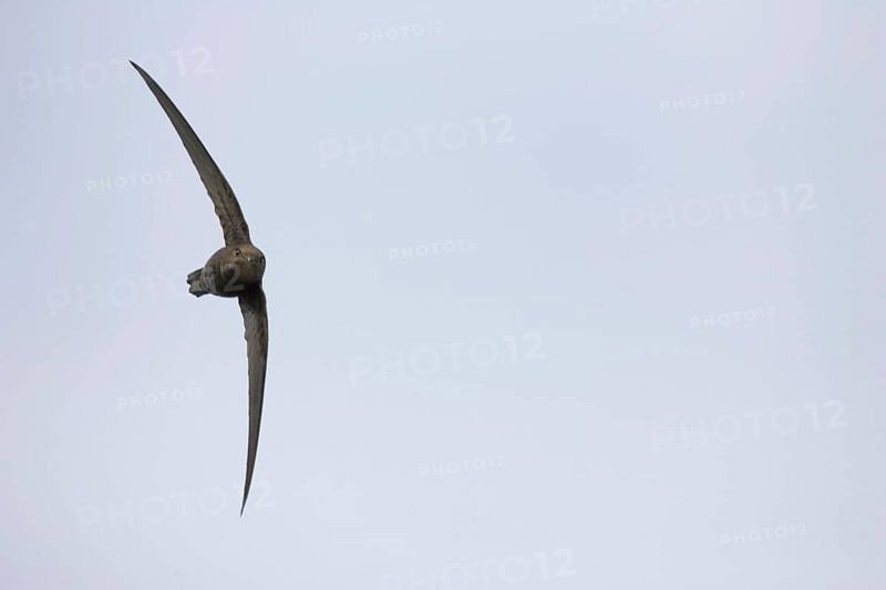 Plain Swift