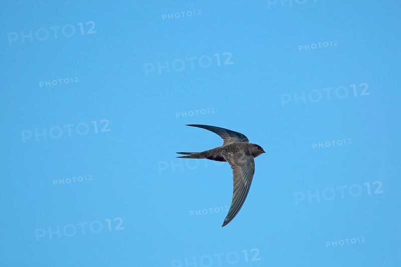Plain swift