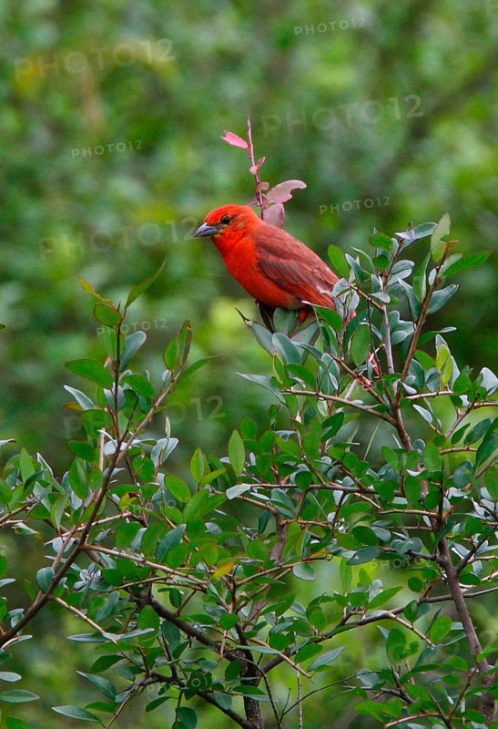 Hepatic Tanager