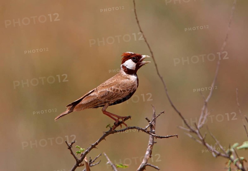 Chestnut-headed Sparrow-lark