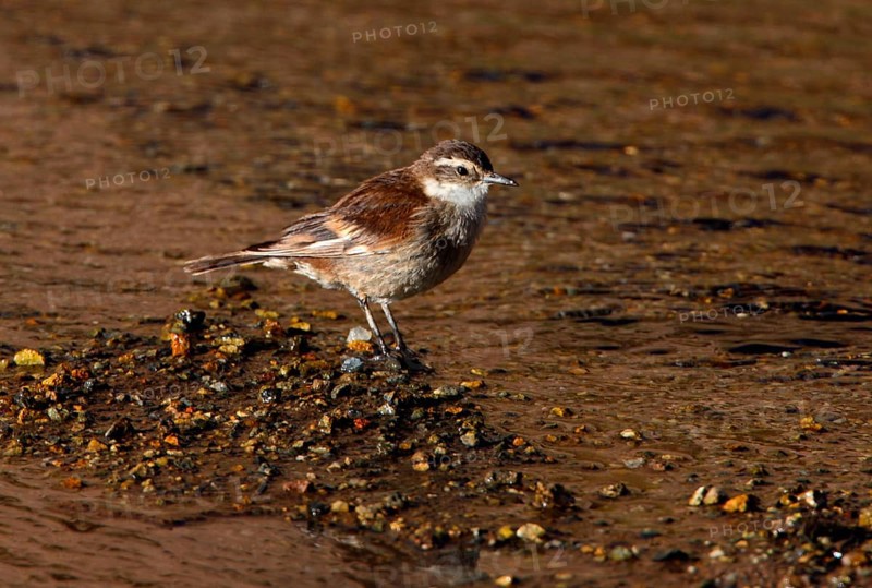 Bar-winged Cinclodes