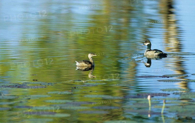Hoary-headed grebe