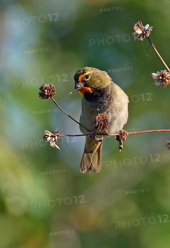 Yellow-faced Grassquit