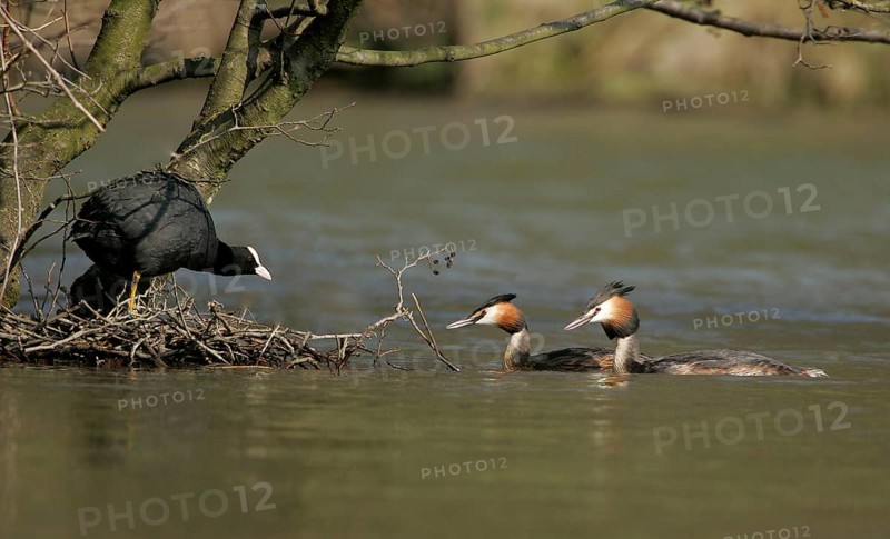 Great crested grebe