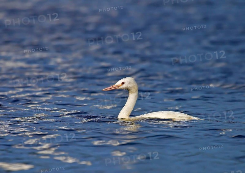 Great crested grebe