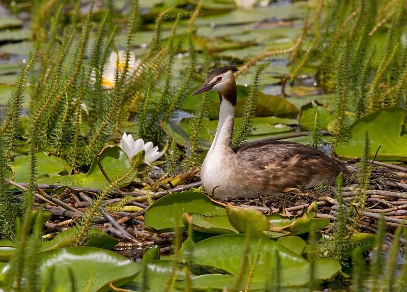 Great Crested Grebe