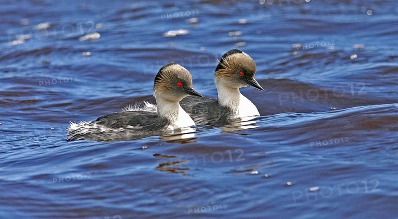 Silvery grebe