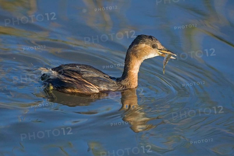 Adult piscivorous little grebe