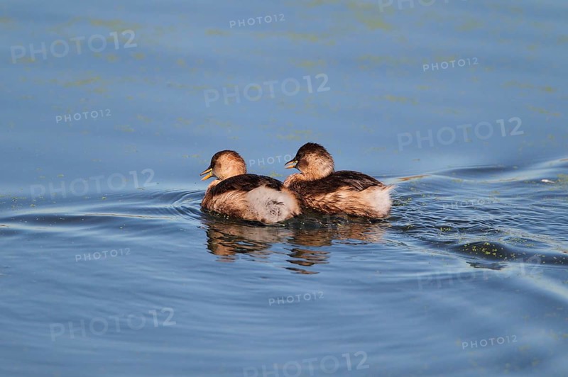 Little Grebe