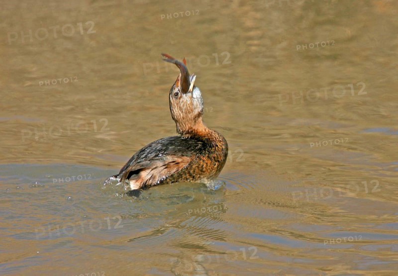 Pied-billed Grebe