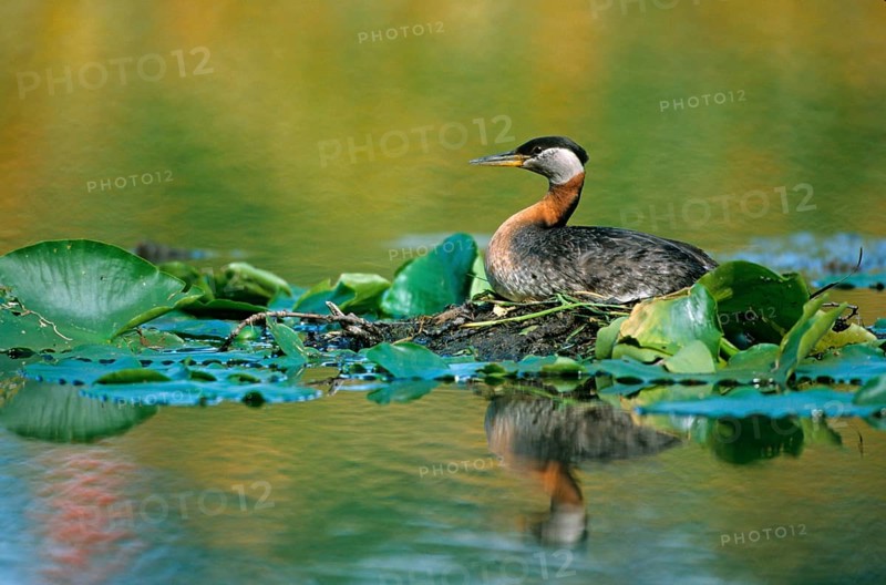 Red-necked Grebe