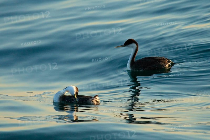 Western grebe