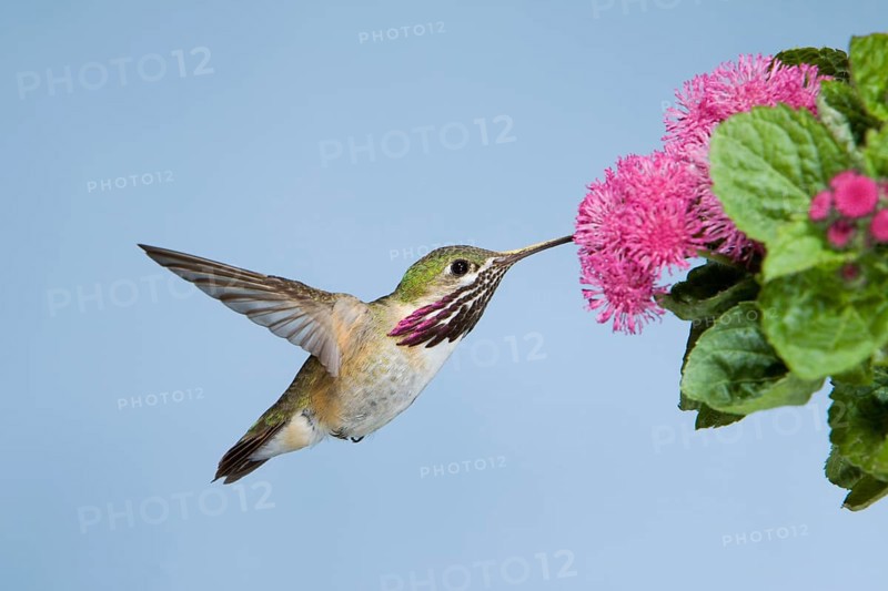 Calliope Hummingbird