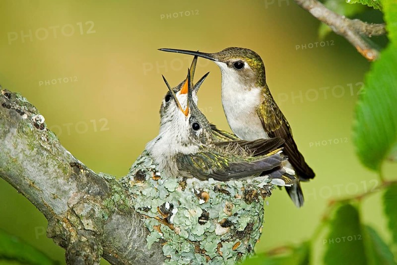 Ruby-throated hummingbird