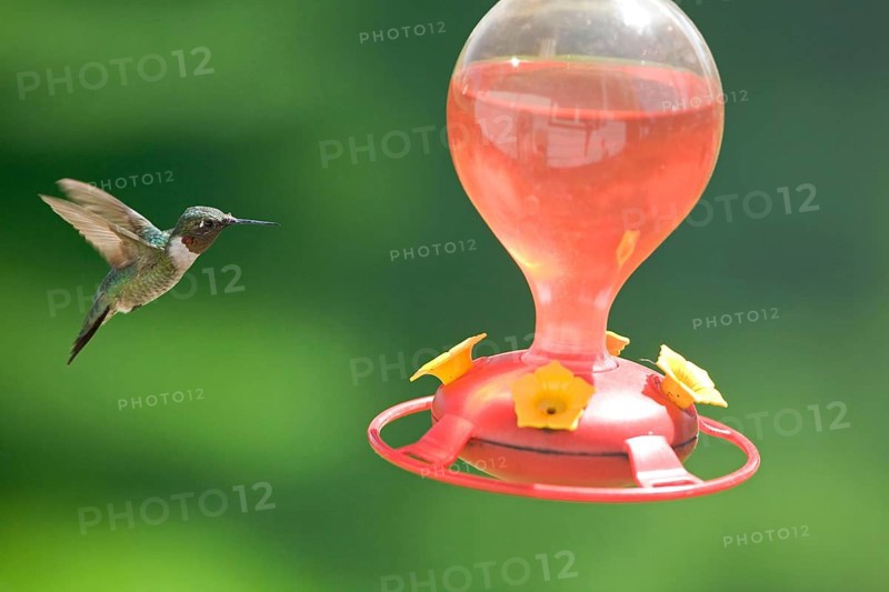 Ruby-throated Hummingbird