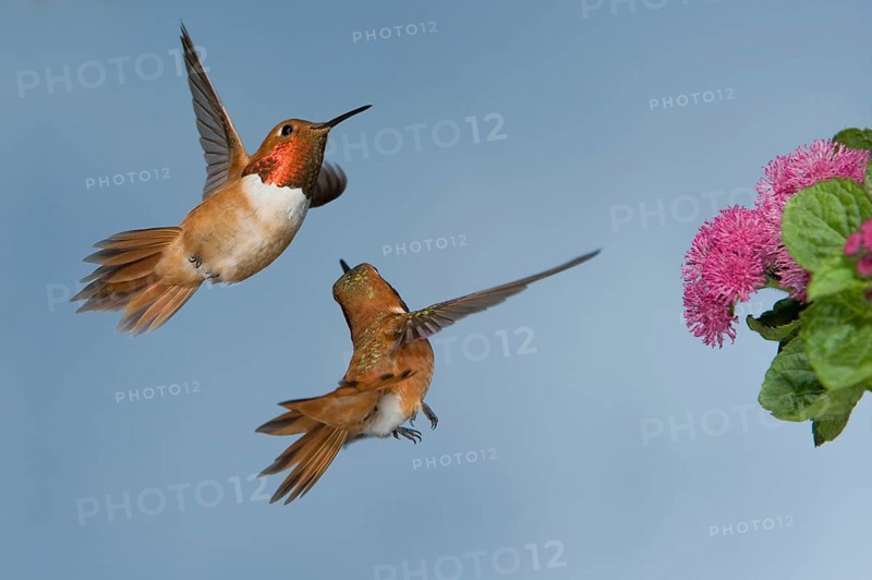 Rufous Hummingbird