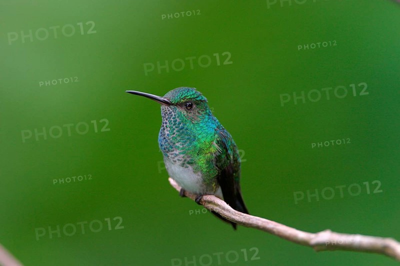 Blue-chinned Sapphire