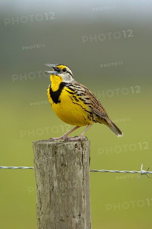 Eastern Meadowlark