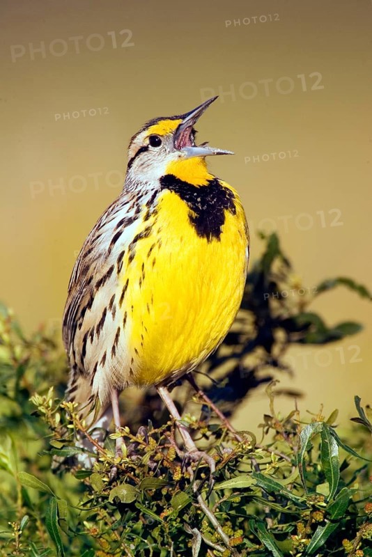 Larkbird