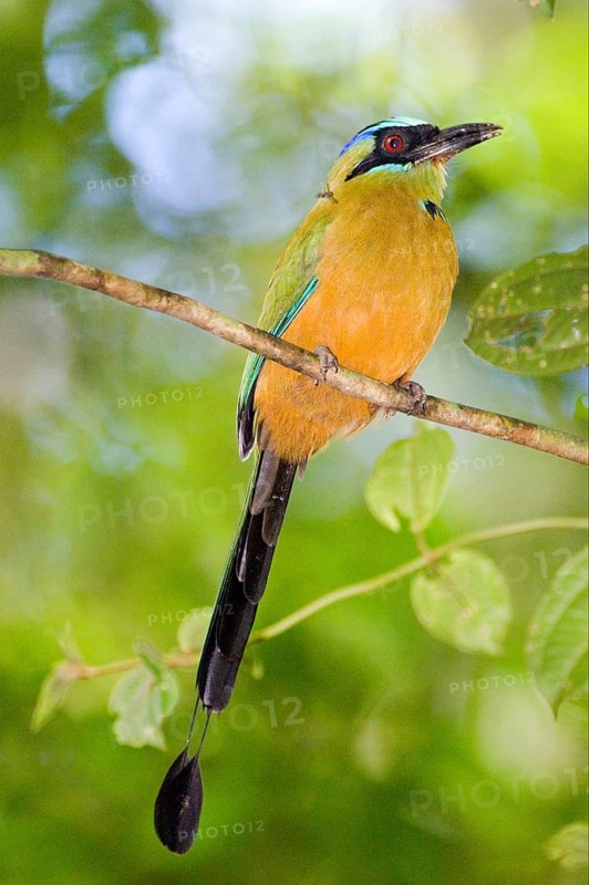 Blue-crowned motmot