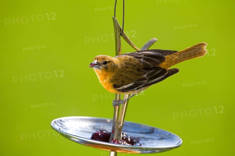 Baltimore Oriole