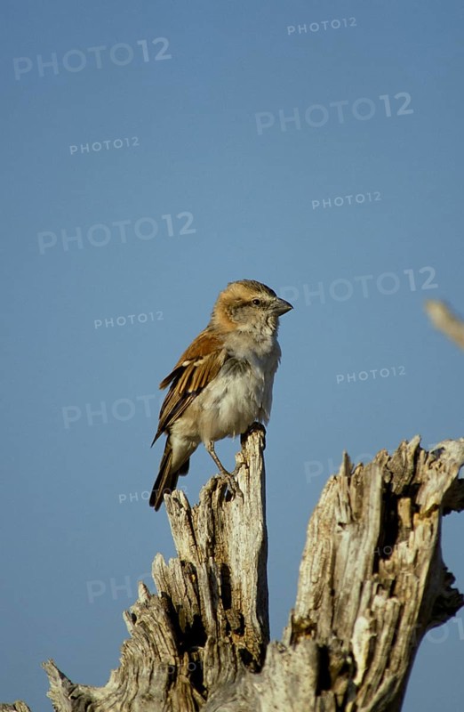 Cape sparrow