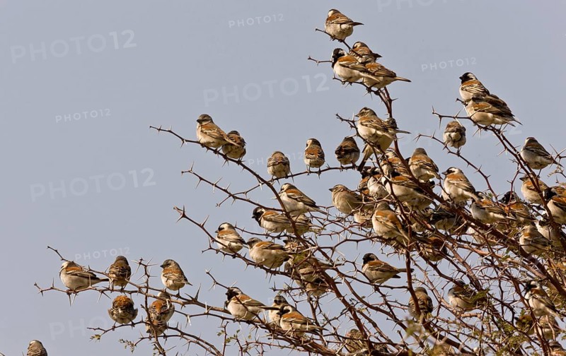 Cape Sparrow