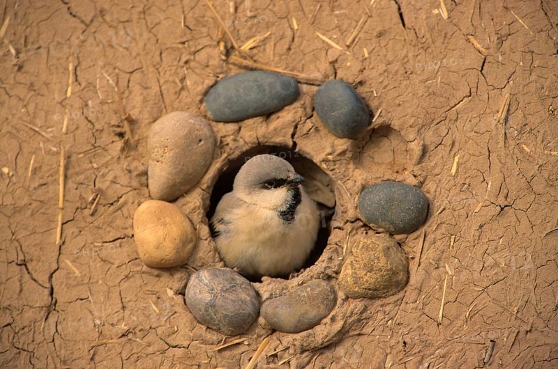 Desert sparrow