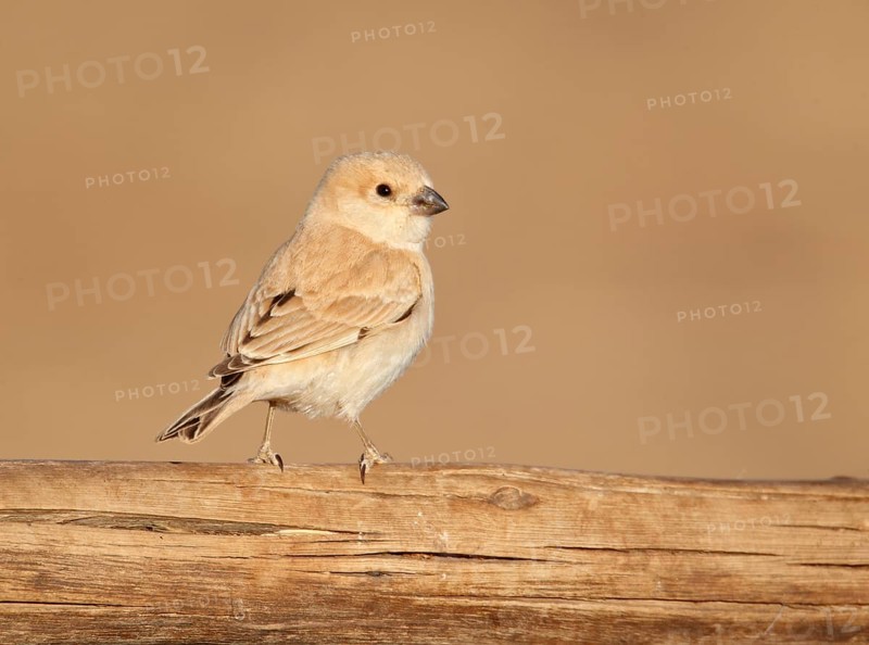 Desert Sparrow