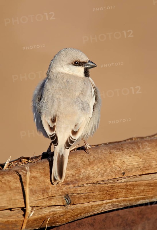 Desert Sparrow