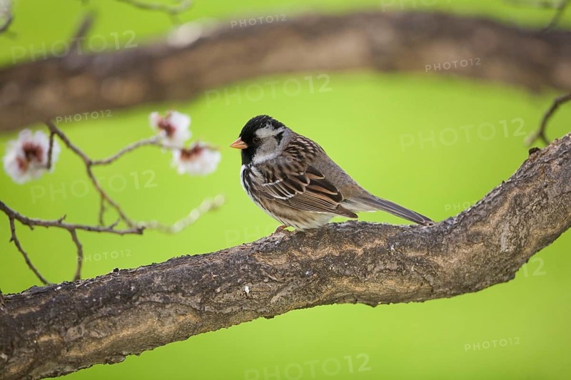 Harris's Sparrow