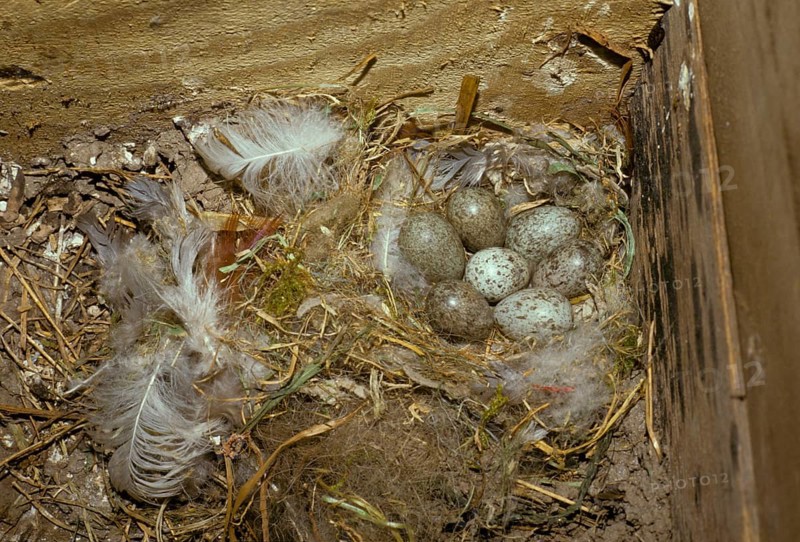 House Sparrow