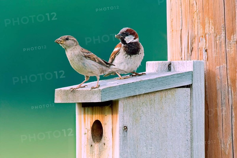 House sparrow