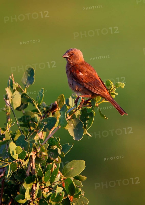 Parrot-billed Sparrow