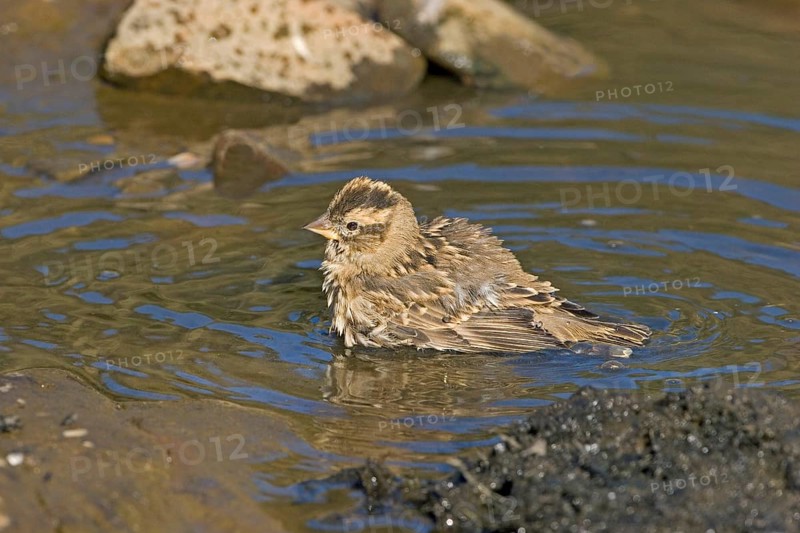 Rock Sparrow