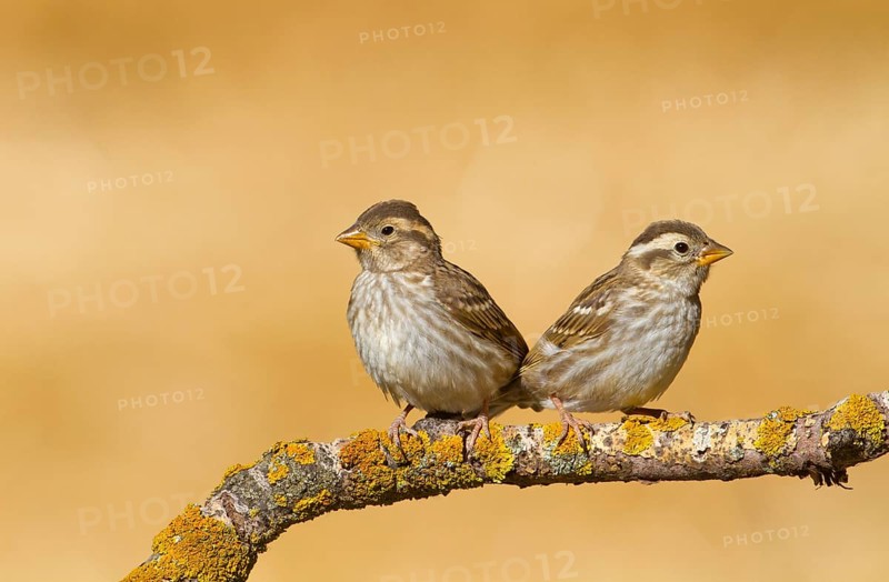 Rock Sparrow