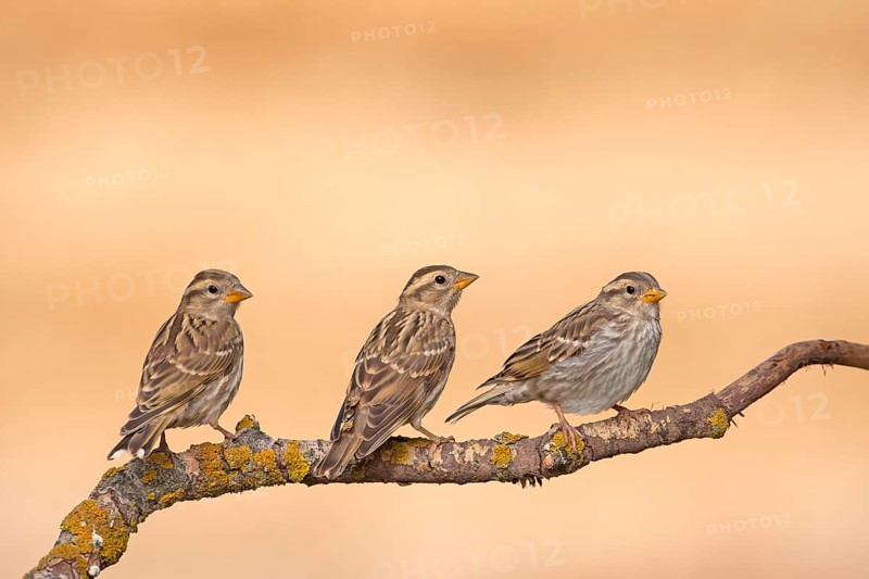Rock Sparrow