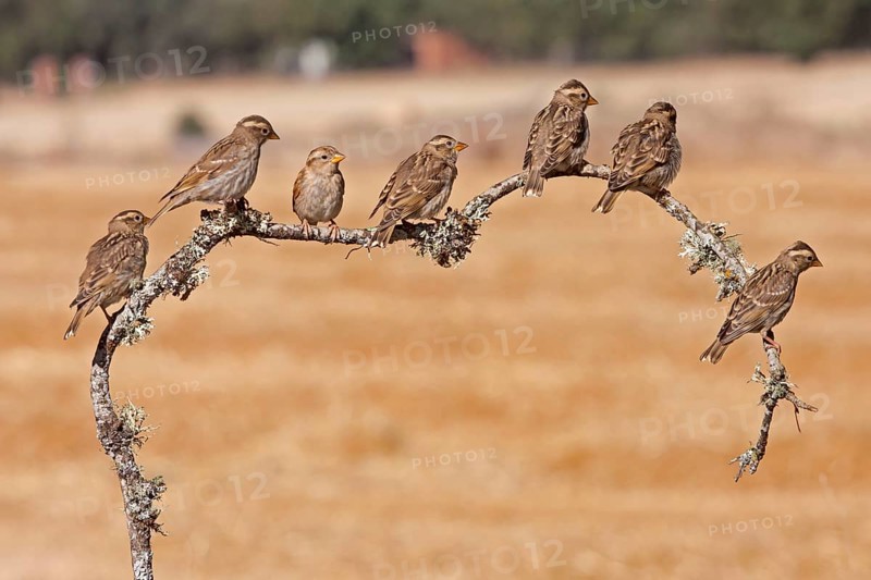Rock Sparrow
