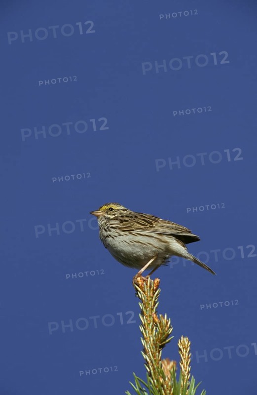 Savannah sparrows
