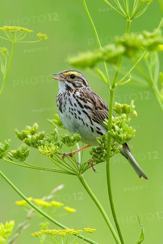 Savannah sparrow