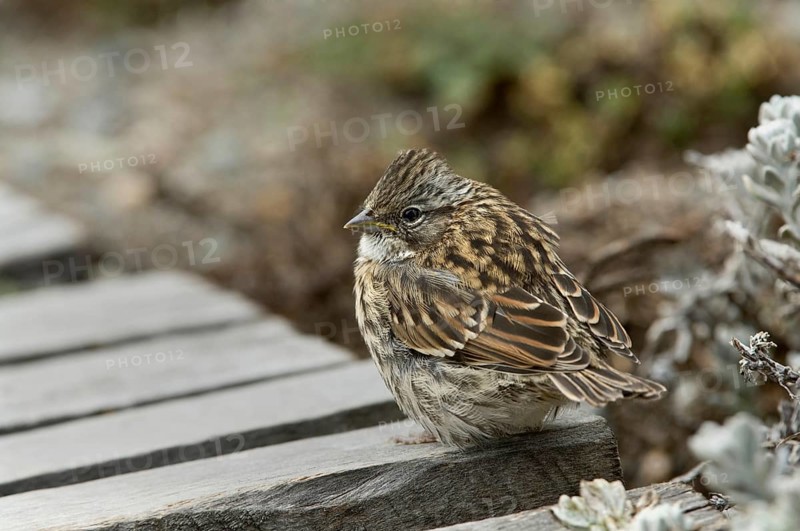 Rufous-collared sparrows