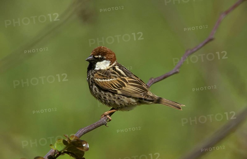 Willow Sparrow