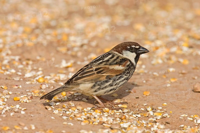 Spanish spanish sparrow
