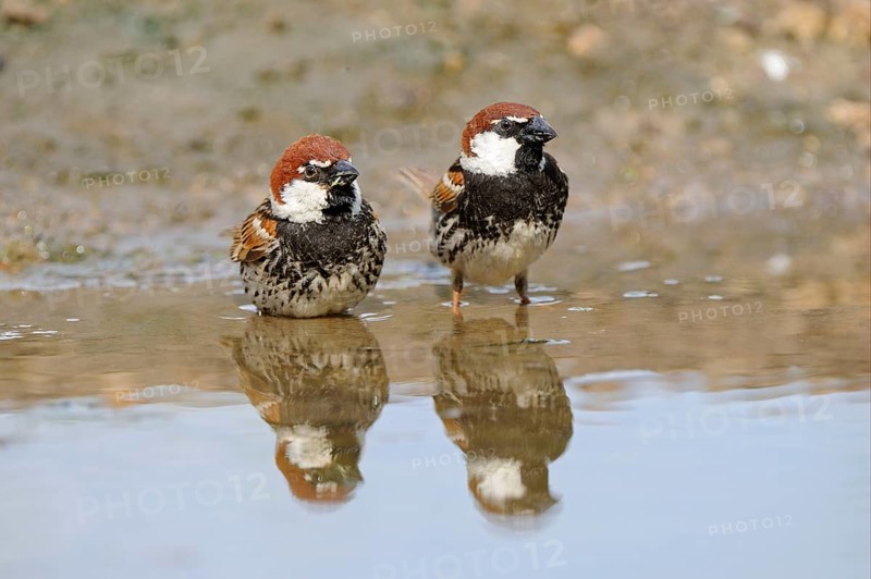 Spanish Sparrow