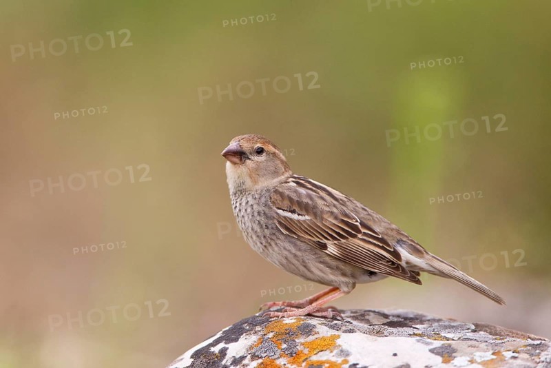 Spanish Sparrow
