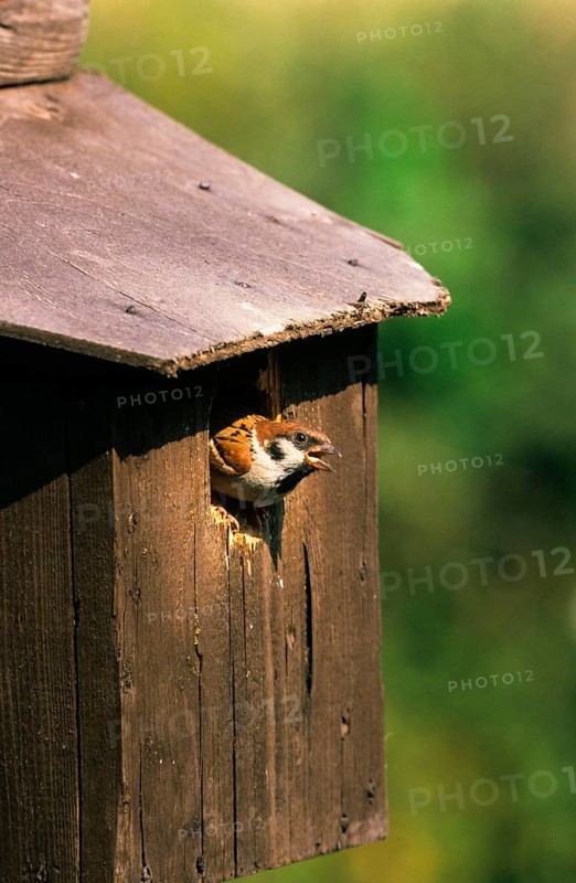 Tree Sparrow