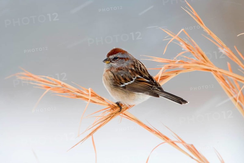 American Tree Sparrow