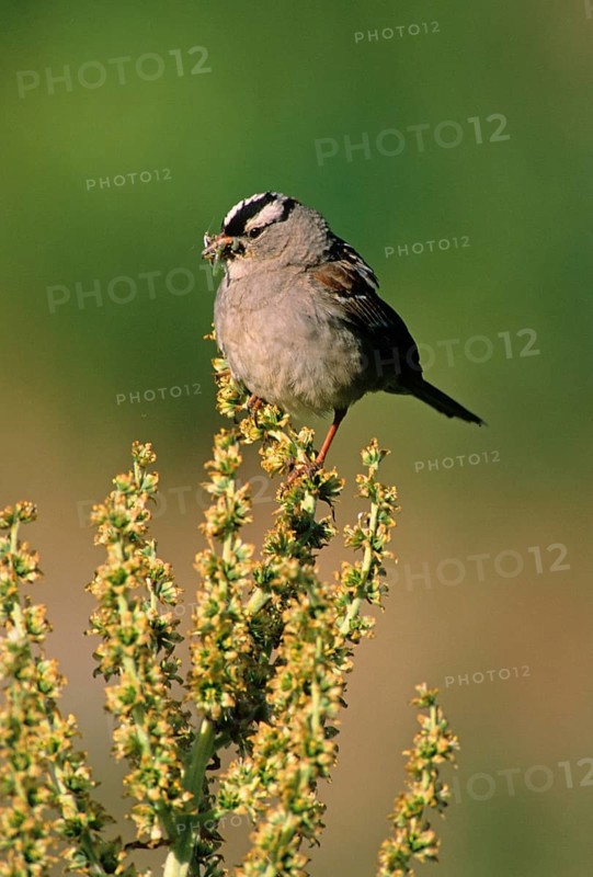 White-Crowned white-crowned sparrow
