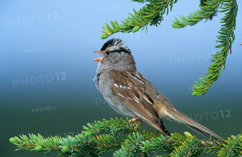 White Crowned white-crowned sparrow